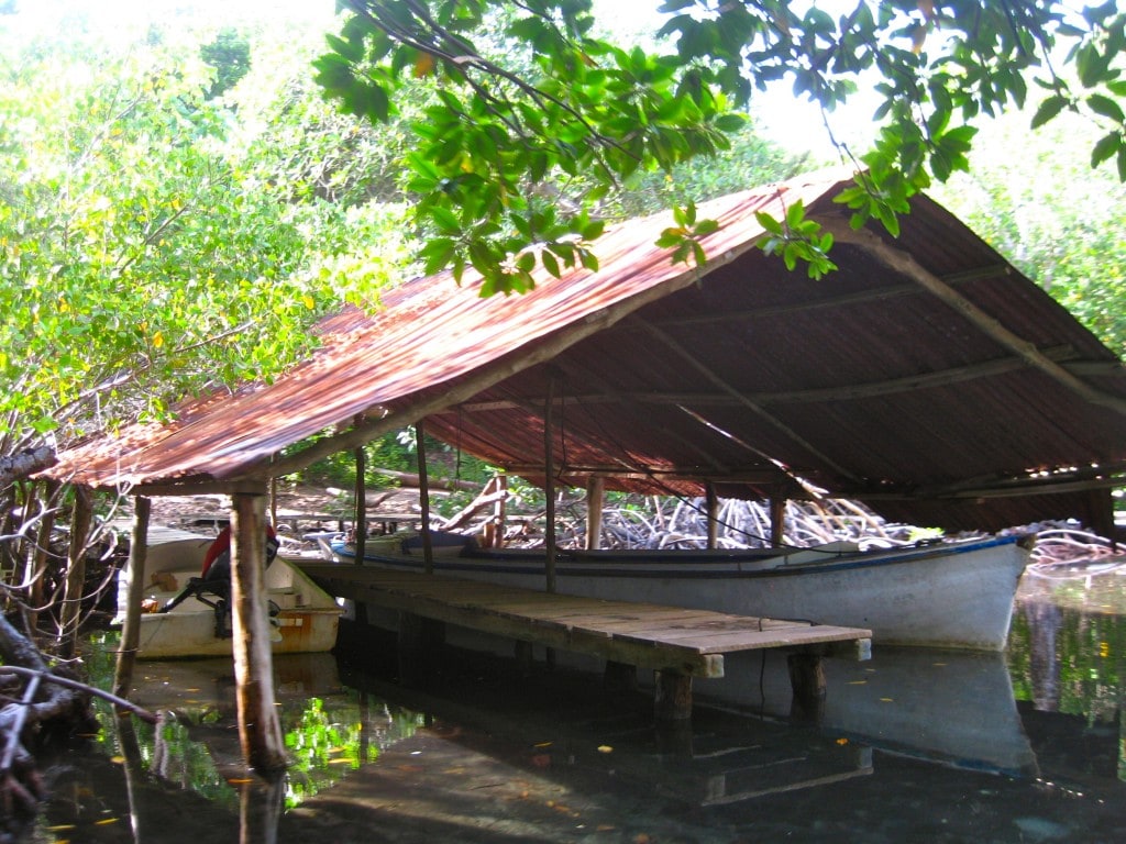 mangrove tour in roatan