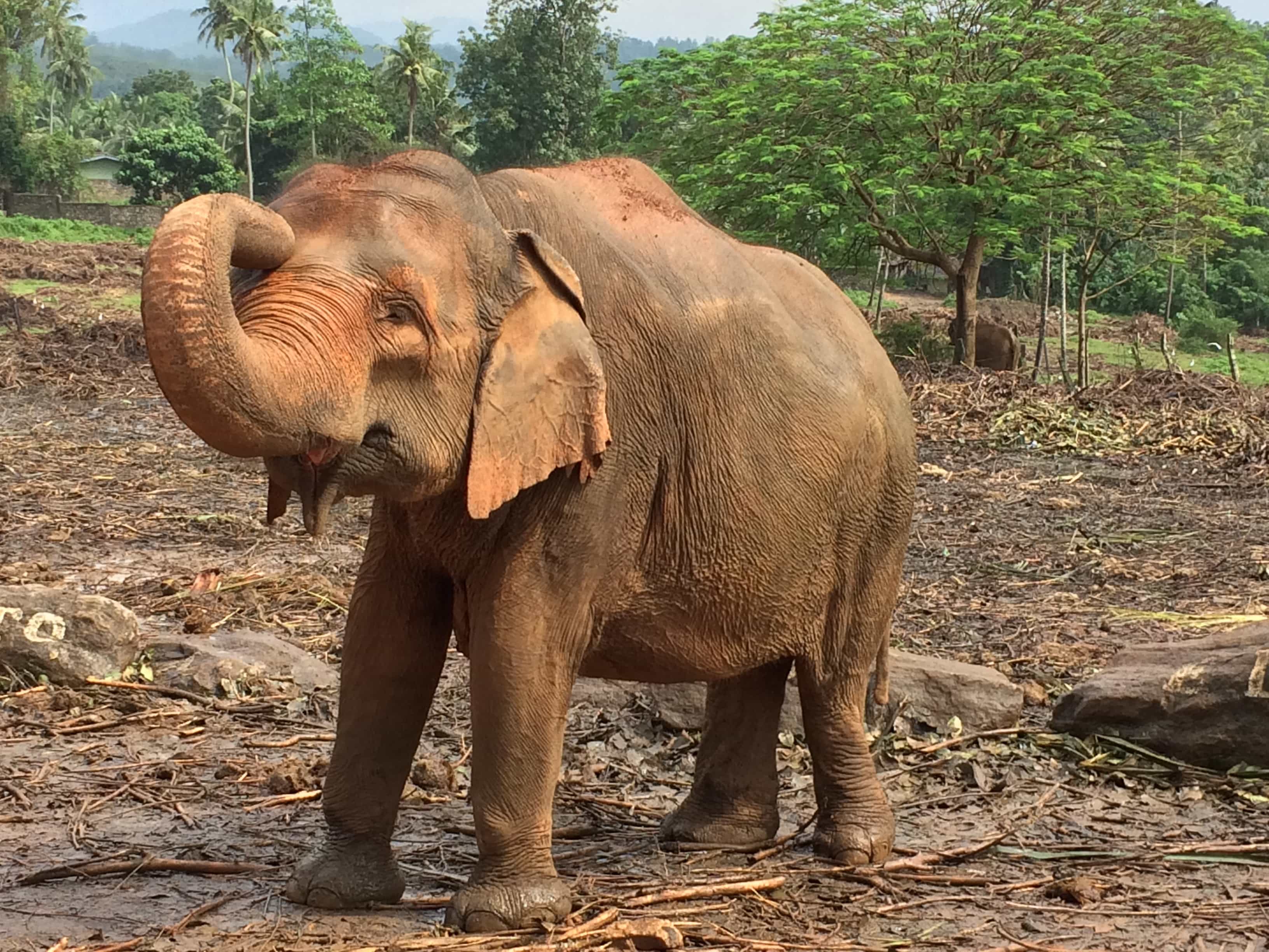 Пиннавела шри. Пиннавела Шри Ланка. Приют для слонов Пиннавела Шри-Ланка. Слоновий питомник на Шри Ланке. Пинавелла питомник слонов.