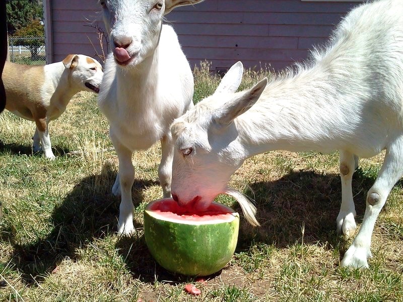 Baby G's Organic Goat Milk Lotion - Bohemian Vagabond - Jacki Ueng
