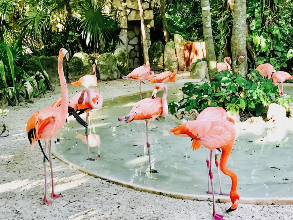 flamingos xcaret