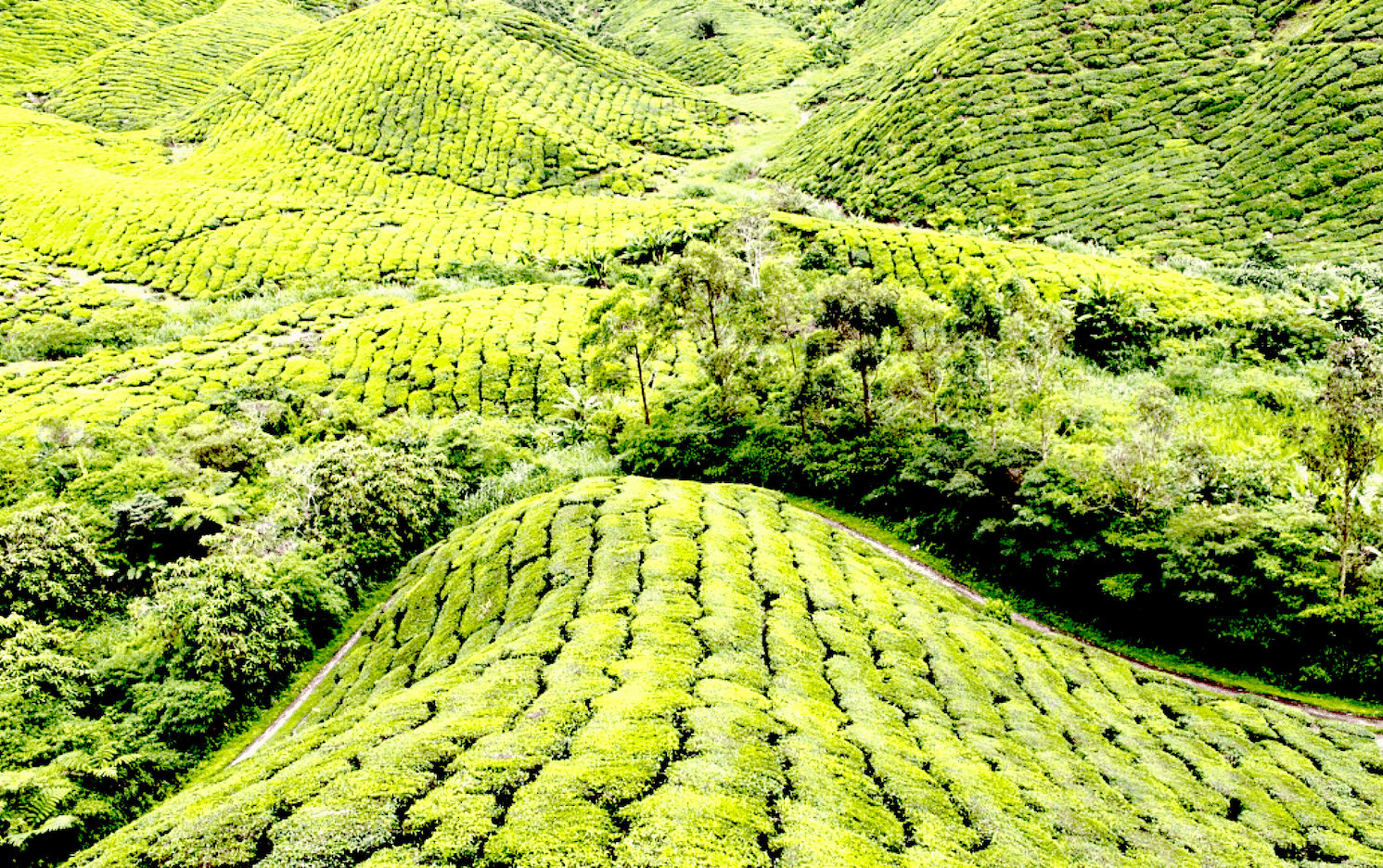 Places to Visit in Cameron Highlands
