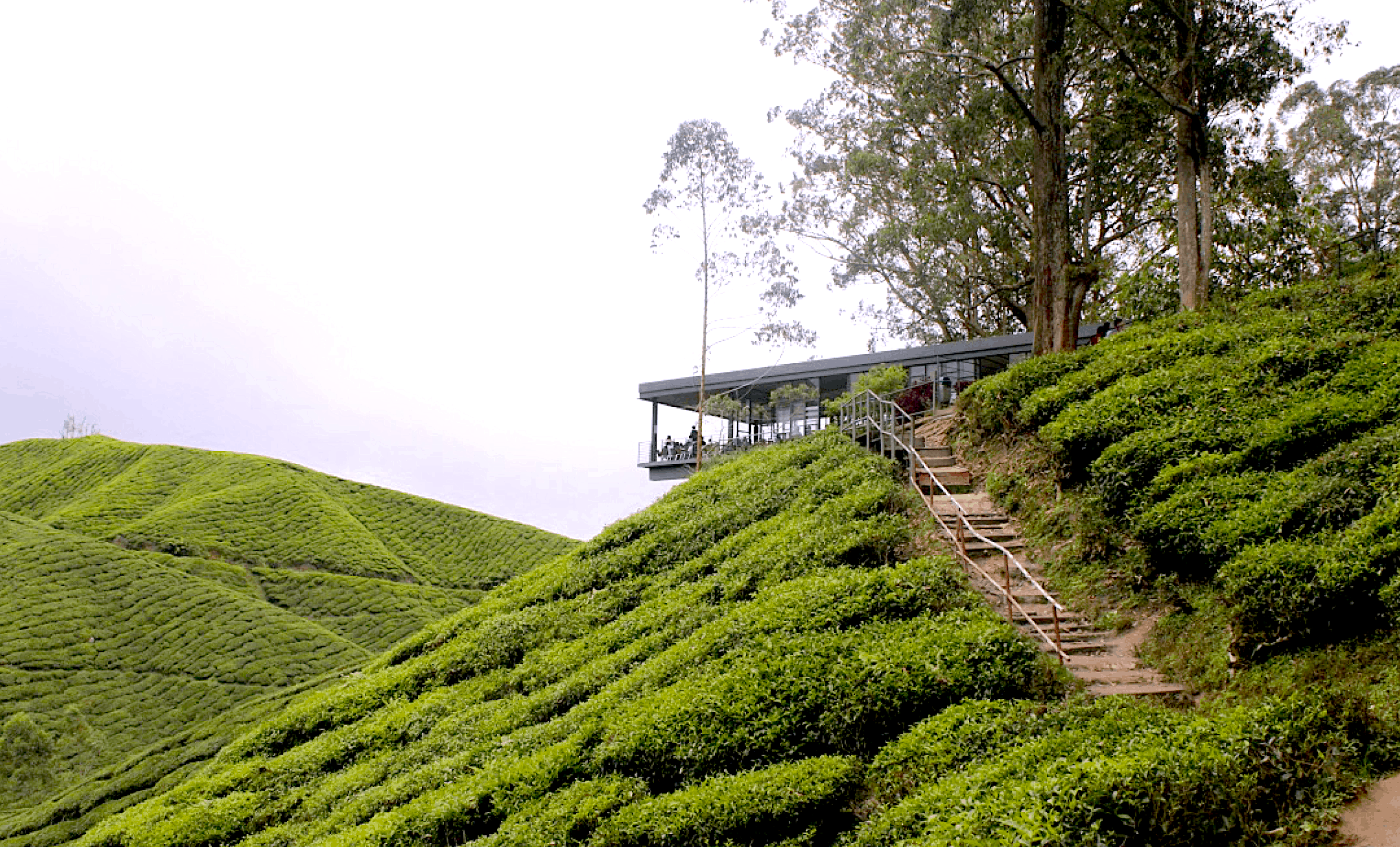 Places to Visit in Cameron Highlands