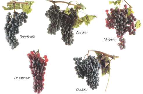 veneto wine grapes